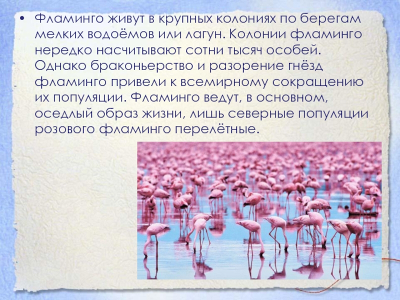 Фламинго сообщение. Рассказ о Фламинго. Доклад про Фламинго. Розовый Фламинго презентация. Презентация на тему Фламинго.