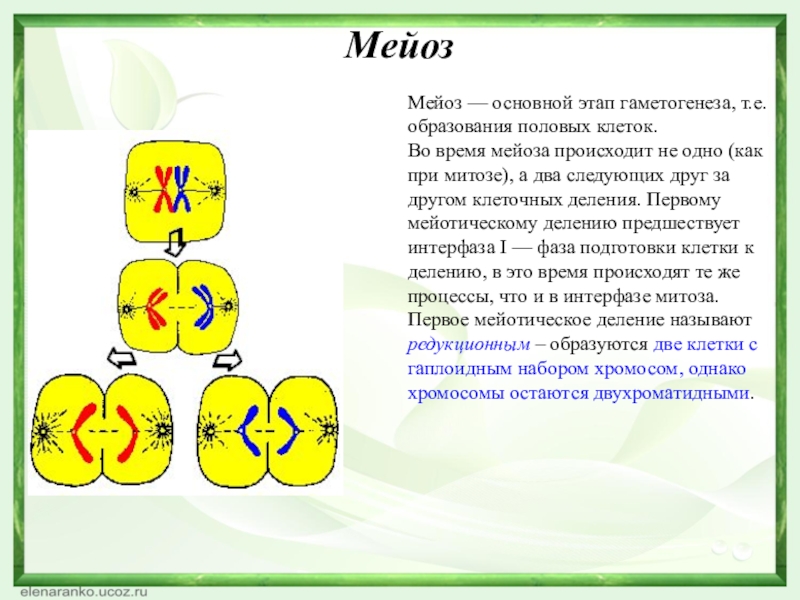 МейозМейоз — основной этап гаметогенеза, т.е. образования половых клеток.Во время мейоза происходит не одно (как при митозе),