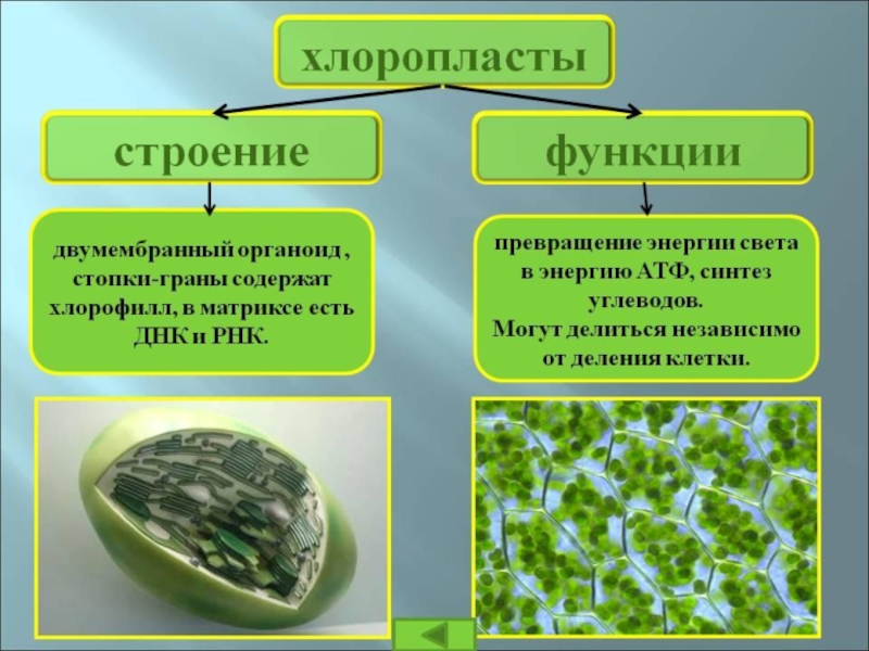 Хлоропласты способны. Функция хлоропластов в растительной клетке. Хлоропласты строение и функции. Растительная клетка строение 5 класс хлоропласт. Хлоропласт структура и функции.