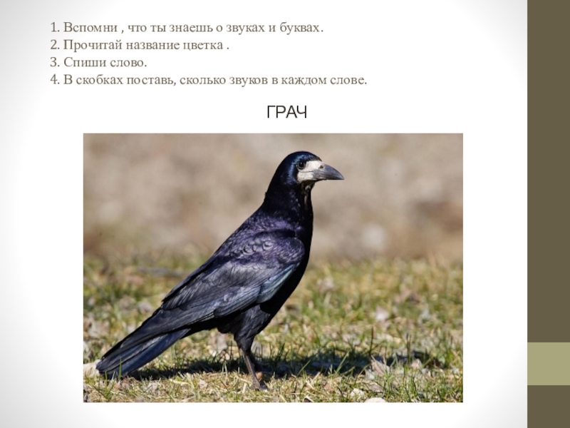 слово грач звуками. звуковой анализ слова грач. схема слова аист. слово грач звуками. ворона каркает грач.