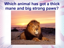 Презентация к уроку по теме Пушистые друзья. Коалы.