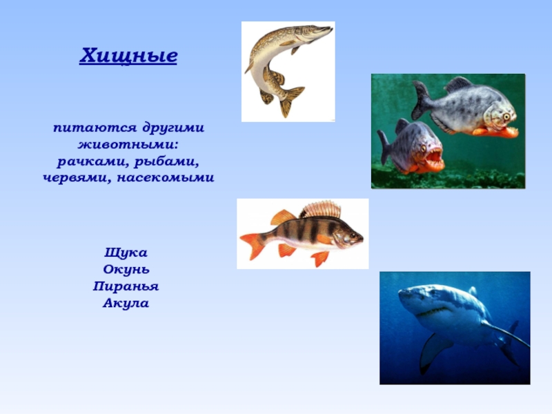 Окружающий мир рыбы. Рыбы Хищные и растительноядные. Рыбы хищники и травоядные. Чем питаются рыбы. Хищные рыбы питаются.