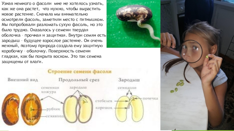 Фасоль проект по окружающему миру 3 класс