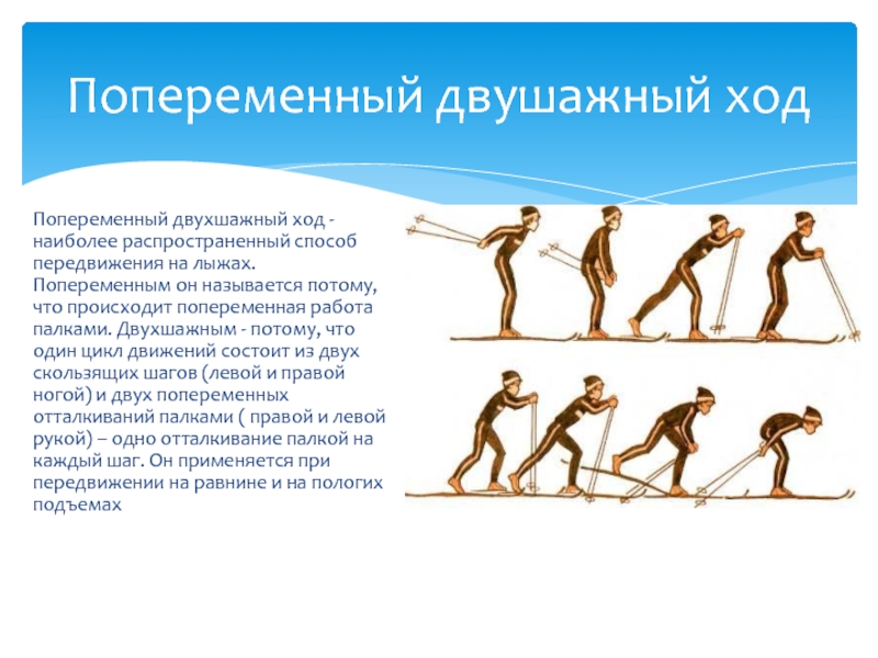 Попеременный двухшажный ход подъем. Попеременный ход на лыжах. Двухшажный ход на лыжах. Попеременный двушажный ход. Попеременный двухшажный ход состоит из.