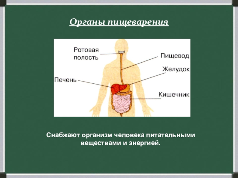 Презентация по окружающему миру 2 класс строение тела человека школа россии