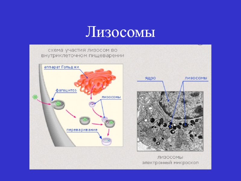 Объект лизосома центриоль процесс внутриклеточное пищеварение