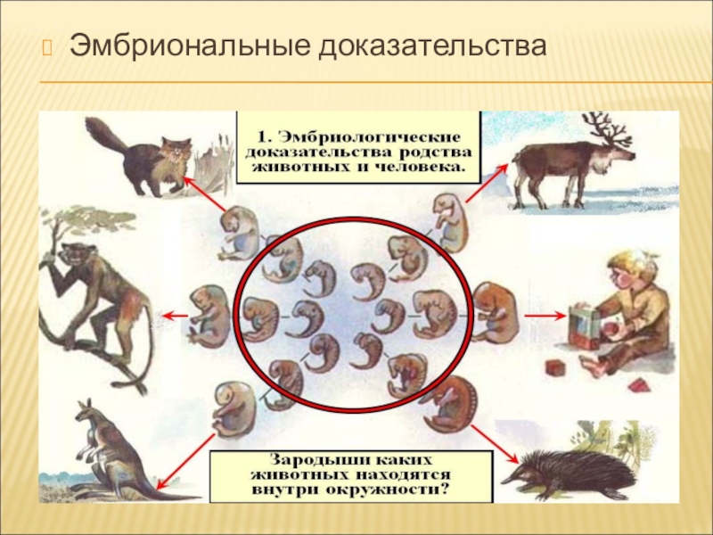 Развитие биологии 9 класс. Эмбриональные доказательства эволюции. Эмбриональные доказательства происхождения человека от животных. Доказательства эволюции человека. Человек произошел от животных.