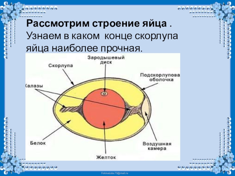 Проект на тему прочно ли куриное яйцо