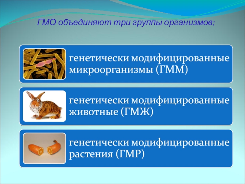 Группа организмов ограниченная в своем. ГМО объединяют три группы организмов. Модифицированные животные. Генно модифицированные животные. Где используют генетически модифицированные животные.