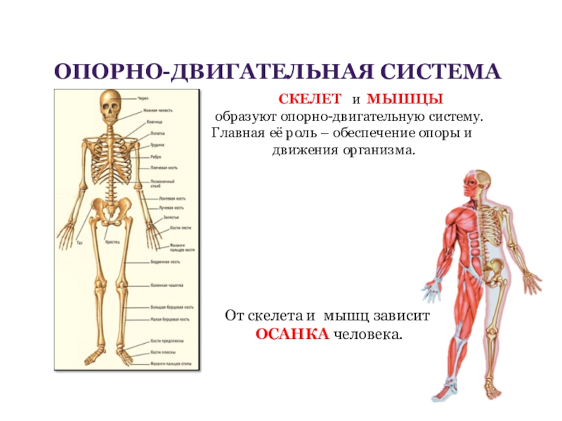Двигательная система человека 4 класс. Опорно двигательная система органов функции и строение. Опорно-двигательная система состоит из скелета и. Анатомия опорно двигательная система скелет. Опорно двигательная система мышцы человека анатомия.