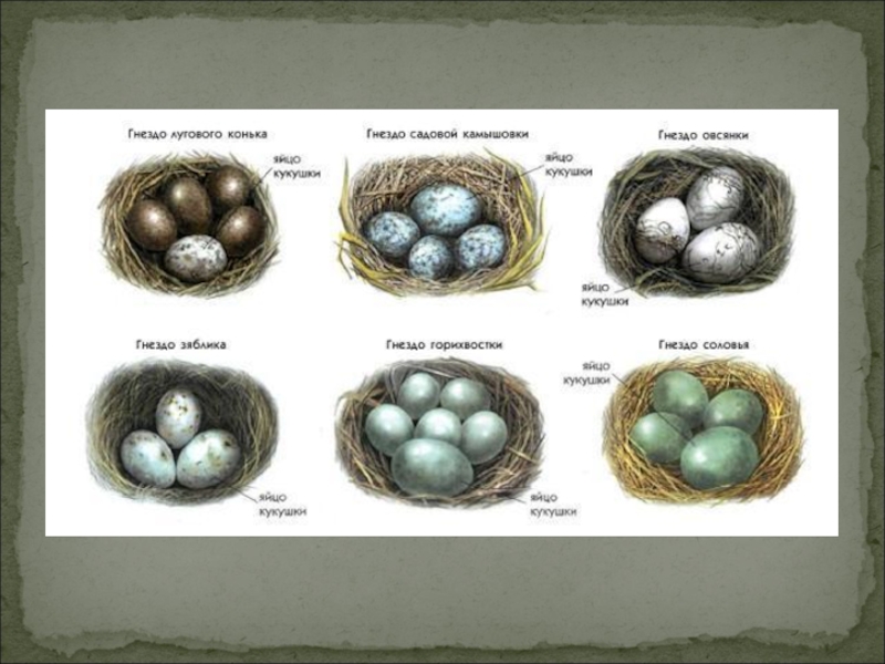 На каких картах какие яйца. Кукушка откладывает яйца в гнезда. В гнезда каких птиц Кукушка откладывает яйца. В каких гнездах Кукушка откладывает яйца 2 класс. Птичьи яйца.
