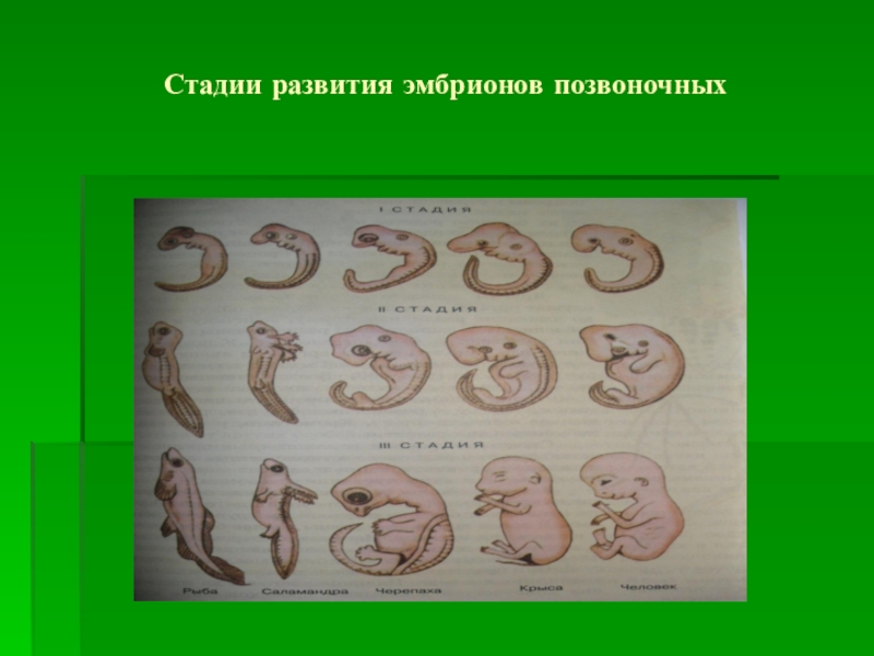 Зародыш змей. Стадии развития эмбриона. Стадии развития эмбрионов позвоночных. Этапы развития зародыша. Стадии развития зародыша.