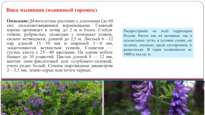 Мышиный горошек луговой. Какую формулу имеет цветок мышиный горошек. Какую формулу имеет цветок мышиный горошек. Мышиный горошек луговой. Люцерна мышиный горошек.