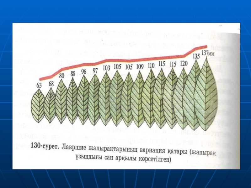 Модификациялық өзгергіштік презентация