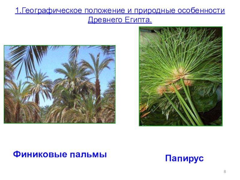 Финиковые пальмы1.Географическое положение и природные особенности Древнего Египта. Папирус