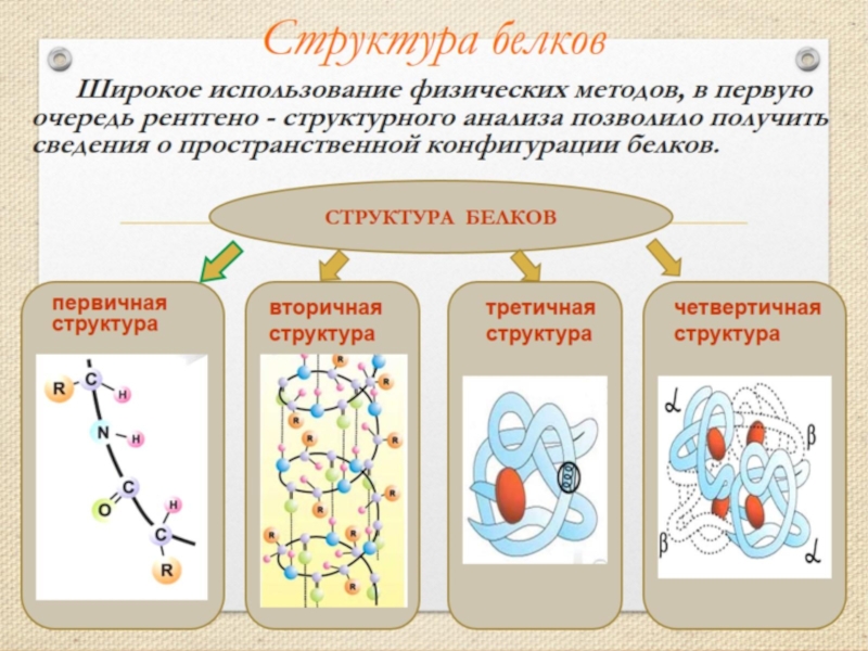 Белки схема химия