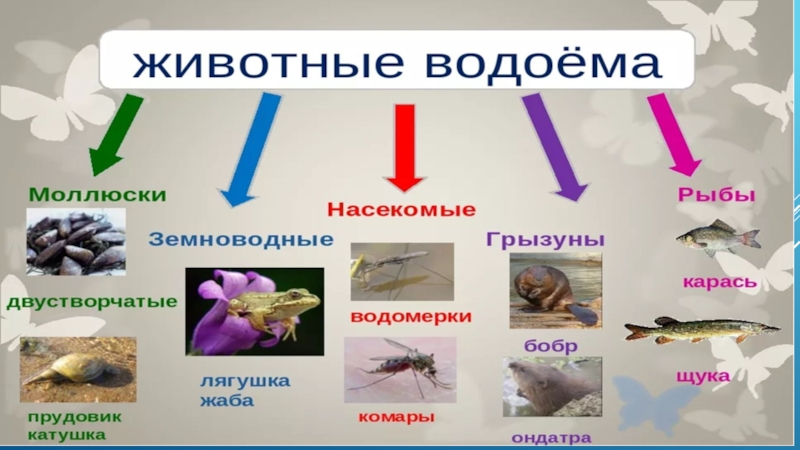 Презентация обитатели водоемов старшая группа