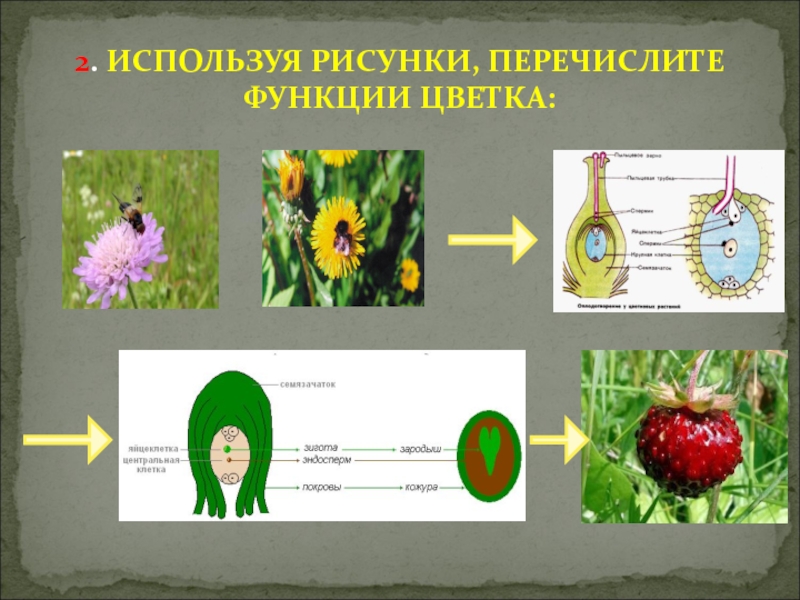 Самостоятельная работа по биологии 6. Функции цветка. Перечислить функции цветка. Функции цветка 6 класс биология. Используя рисунки перечислите функции цветка.