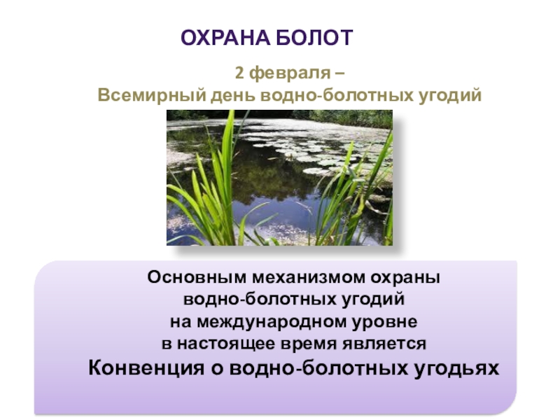 Сообщество болото 5 класс биология. Охрана сообщества болото. Охрана болот в России. Всемирный день водно-болотных угодий. День водно-болотных угодий презентация.