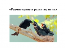 Размножение и развитие птиц