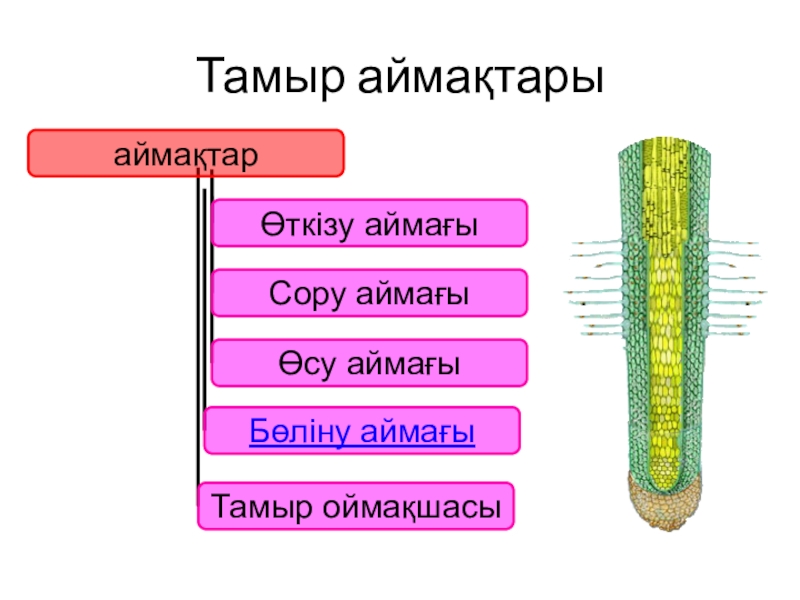 Алтын тамыр