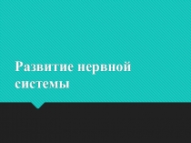 Презентация и речь на тему Развитие нервной системы