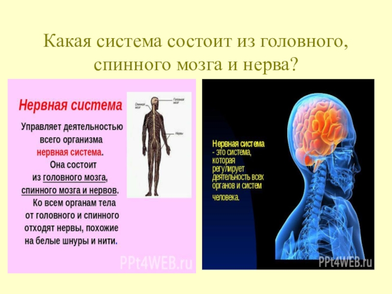 Система состоит из. Система состоит из головного и спинного мозга нервов. Орган который управляет работой всего организма. Система которая управляет всеми органами человека.