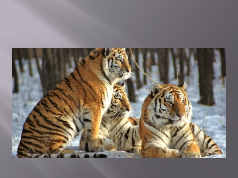 Тигры живущие в россии. Уссурийская Тайга Амурский тигр. Где обитают тигры в роосимсс. Амурский тигр обитает. Где обитают тигры в Росси.