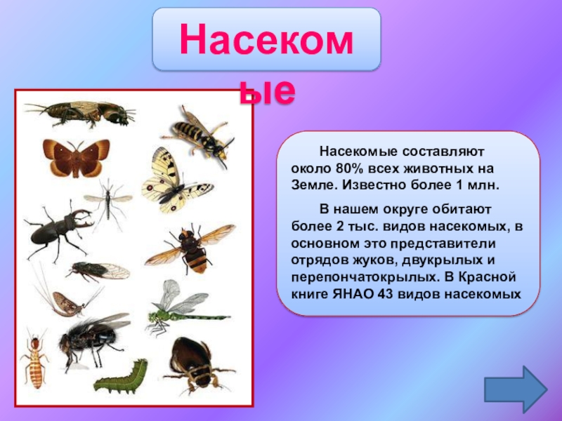 Три названия насекомых. Насекомые и их названия. Насекомые список названий. Насекомые название насекомых. Насекомые картинки с описанием.