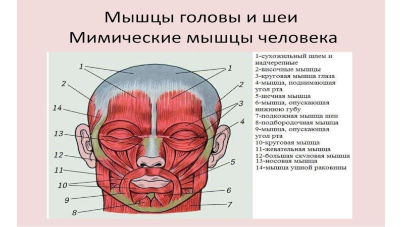 Мышцы головы анатомия презентация