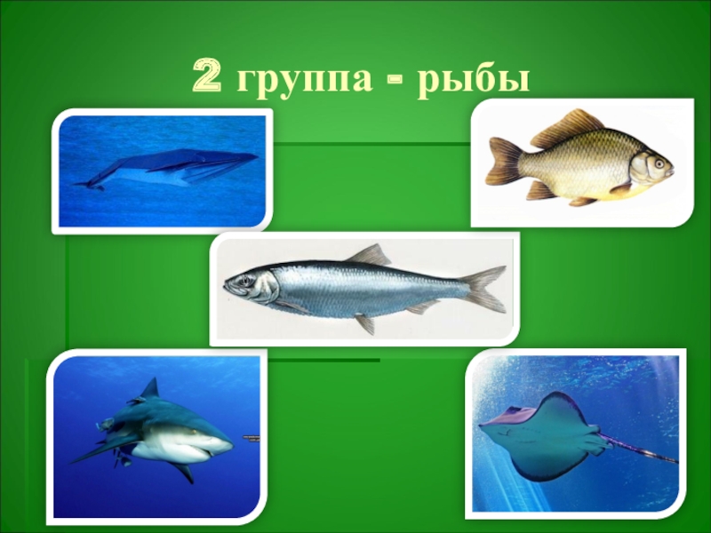 Представители группы рыбы 3. Группа животных рыбы. Представители группы животных рыбы. Животные, относящиеся к группе рыбы.. Группа рыбки.