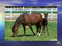 Презентация к уроку по английскому языку по теме Животные