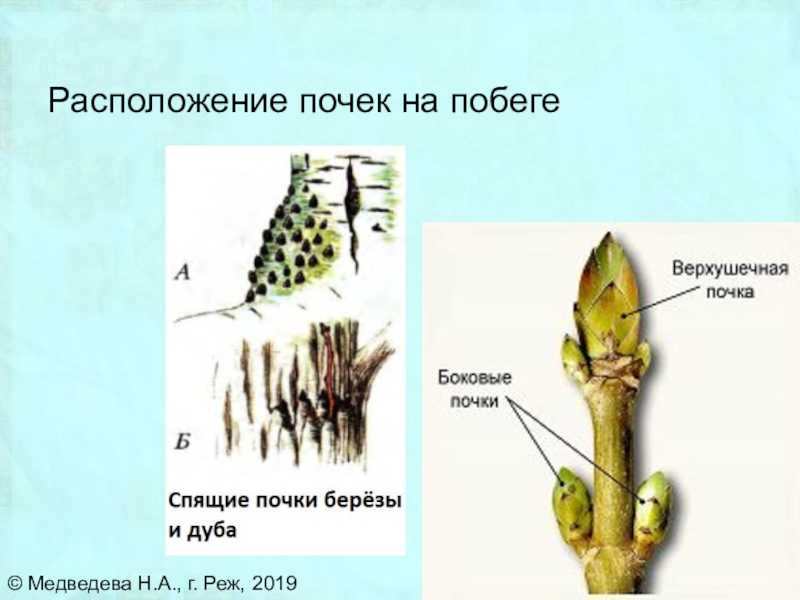 Придаточные почки рисунок