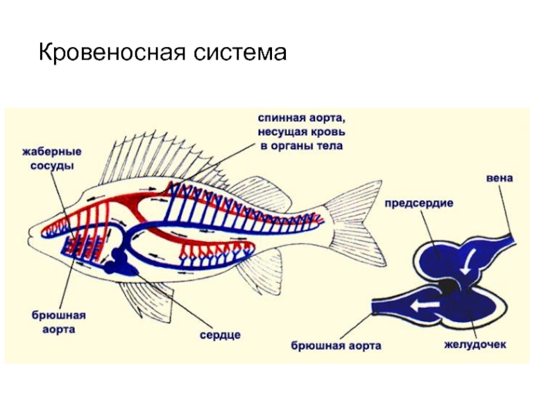 Кровеносная система рыб картинка