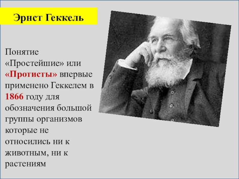 Термин простейшие. Геккель 1866. Эрнст Геккель семья. Эрнст Геккель цитаты. Геккель Денис Иванович.