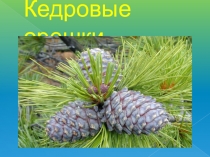 Презентация Кедровые орешки