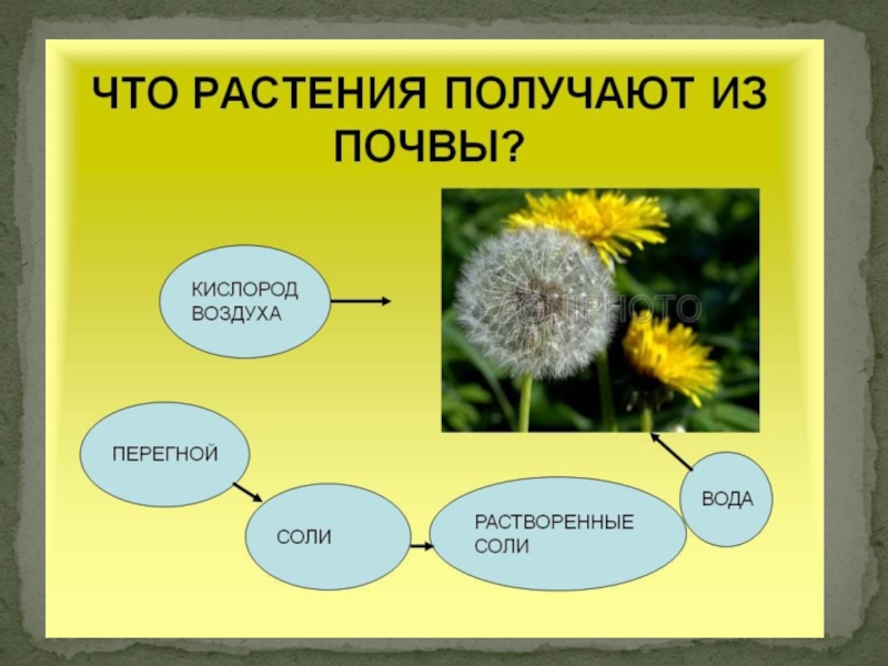 Что получают из растений. Что растения получают из почвы. Что растения получают из воздуха. Растение из почвы. Модель что растения получают из почвы.