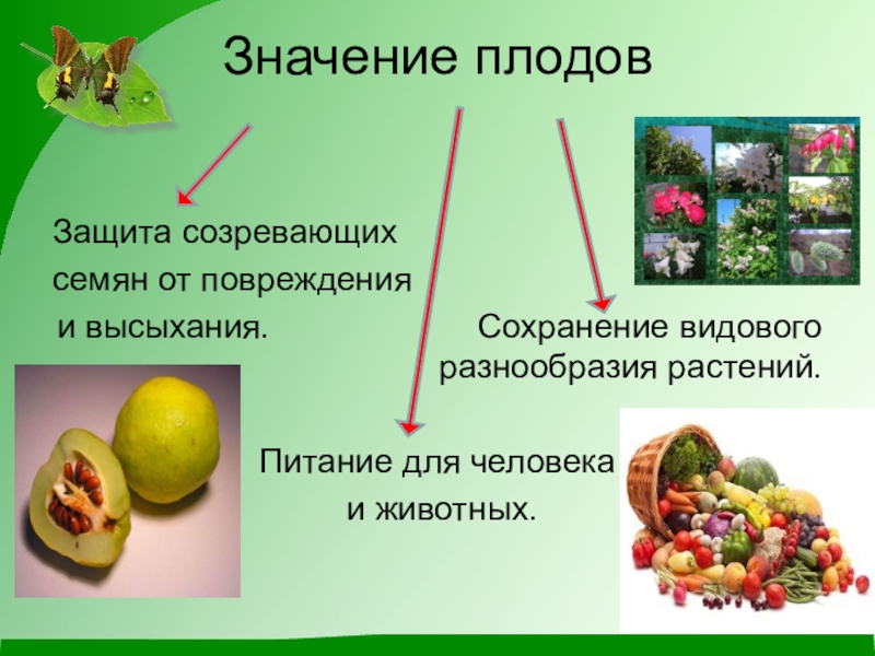 Какое значение плодов. Значение плодов. Значение плода для растения. Значение плодов и семян в природе. Плод разнообразие и значение плодов.