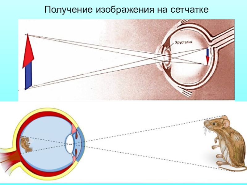 Изображение предметов на сетчатке глаза человека может быть только