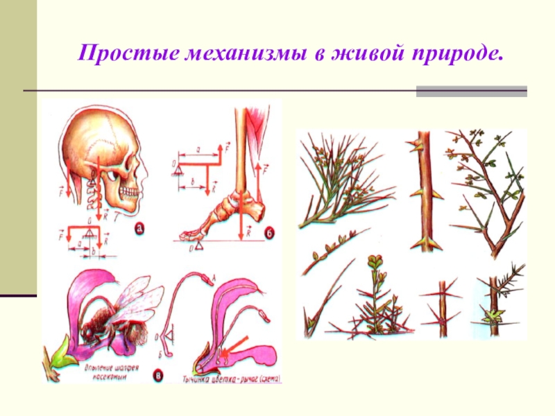 Рычаги в природе картинки