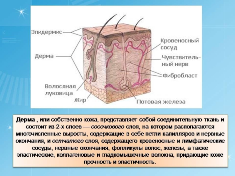 Проект по биологии кожа лица