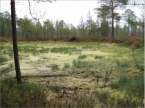 Презентация на окр мир 2 класс