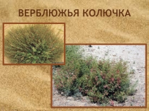 Презентация по окружающему миру на тему Верблюжья колючка (3 класс)