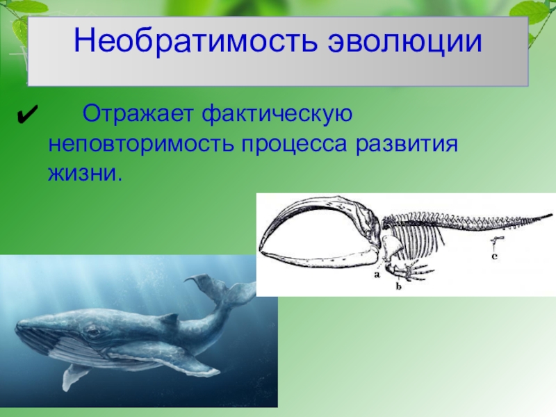 Основные закономерности эволюции 9 класс презентация