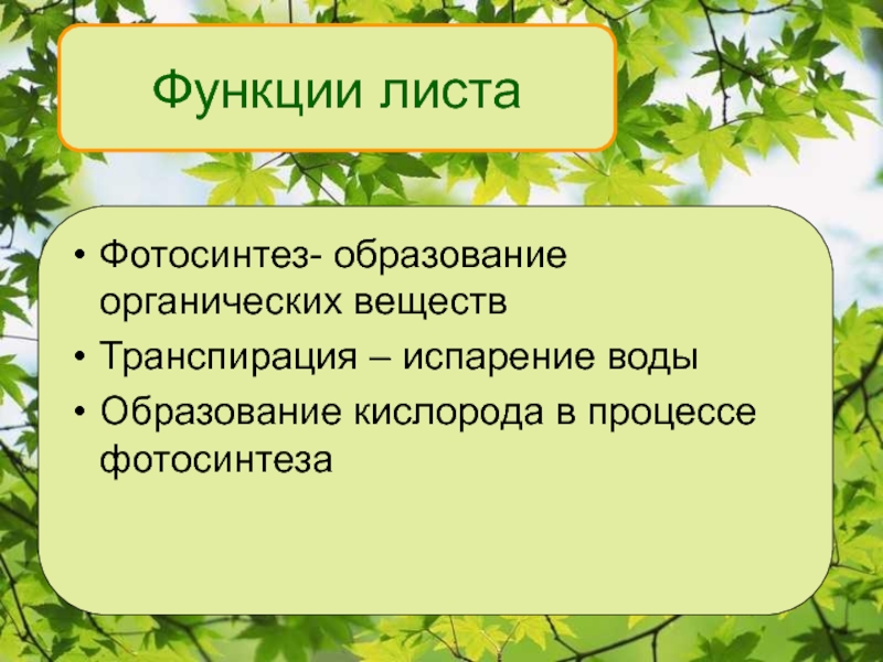 Биология 6 класс презентация лист