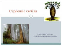 Презентация по биологии на тему Строение стебля