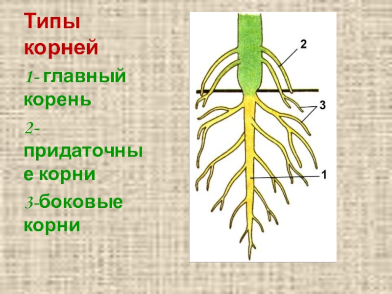 Боковые корни у растений