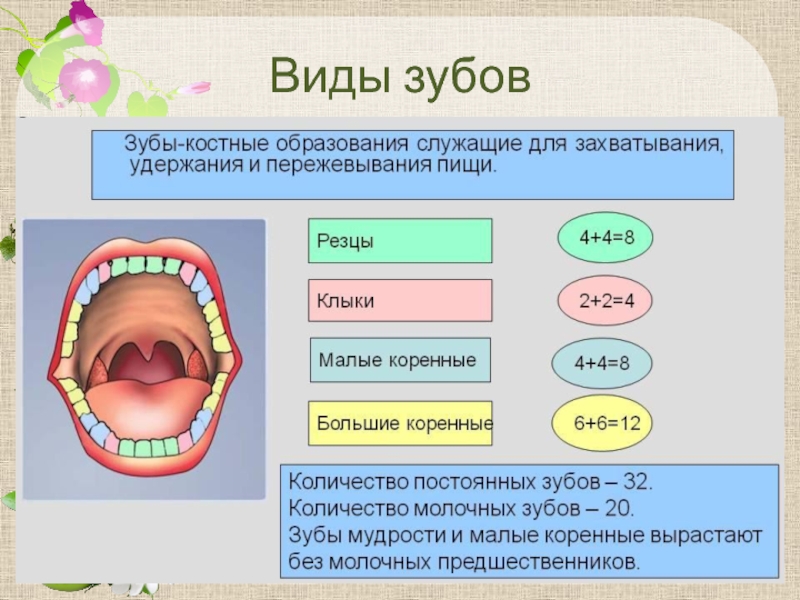 Классы полости рта. Функции зубов резцы клыки и коренные. Строение и функции зубов. Зубы строение и функции анатомия. Строение зуба виды зубов.