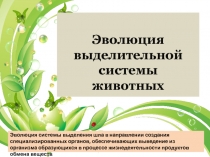 Презентация по зоологии на тему Выделительная система животных