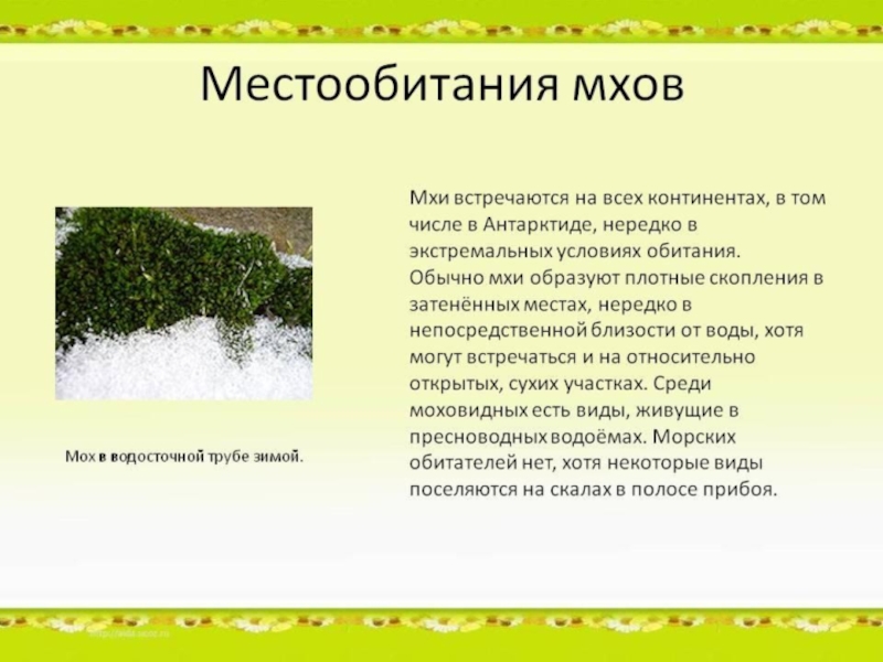 Обитание мхов. Местообитание мхов. Моховые растения место обитания. Среда обитания мхов. Доклад про мхи.